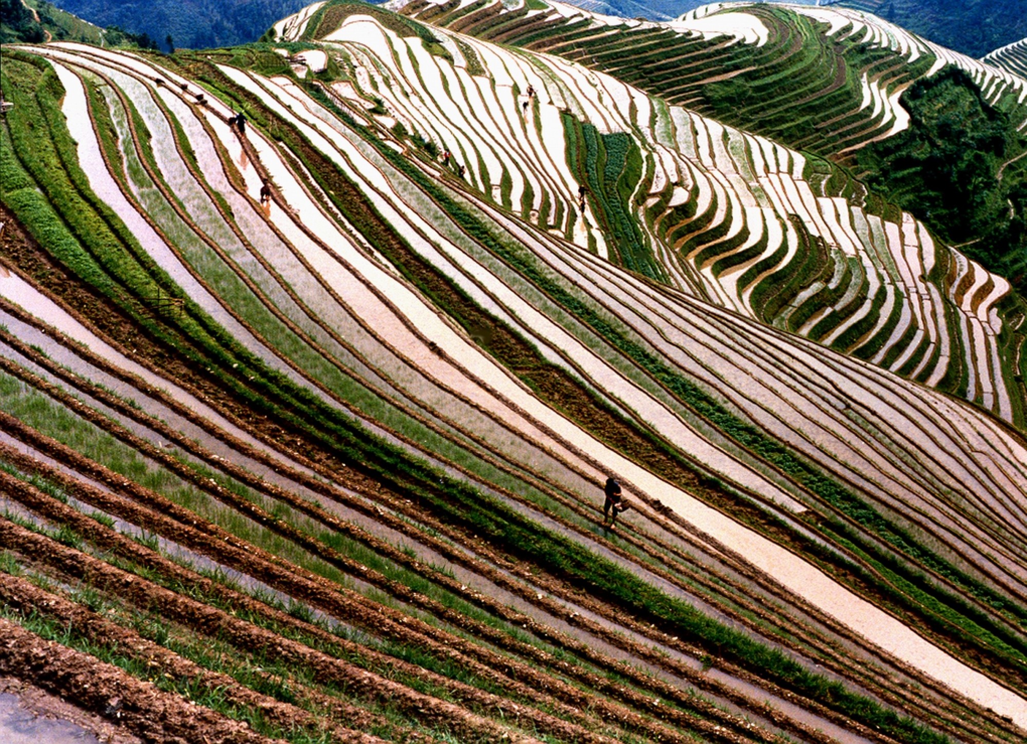 Rice Terraces